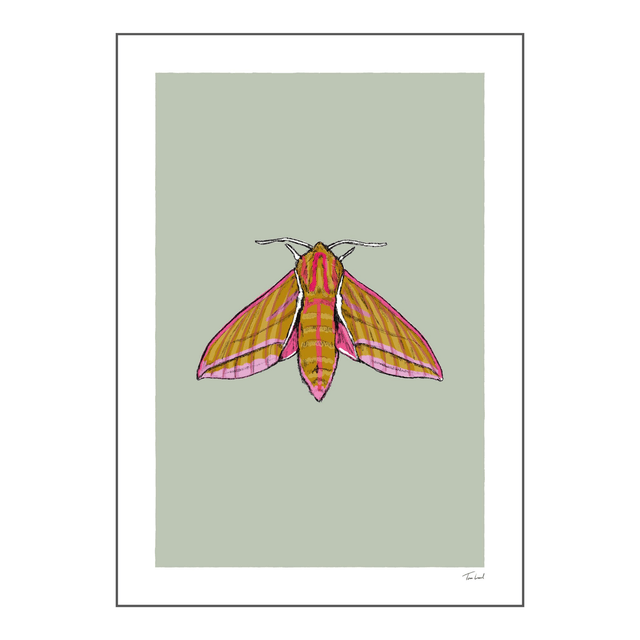 'Elephant Hawk Moth' art print