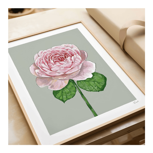'Queen of Sweden' Rose art print