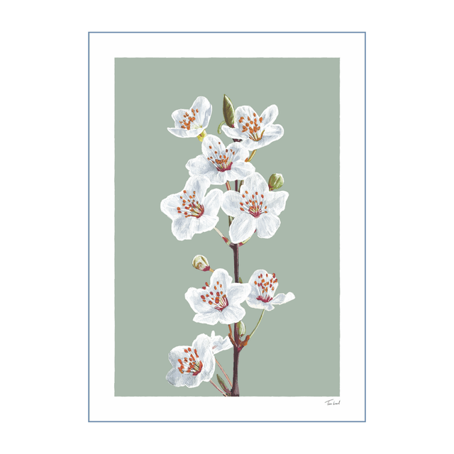 'Cherry Blossom' art print