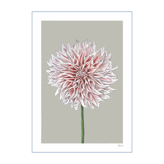 'Café au Lait' Dahlia art print