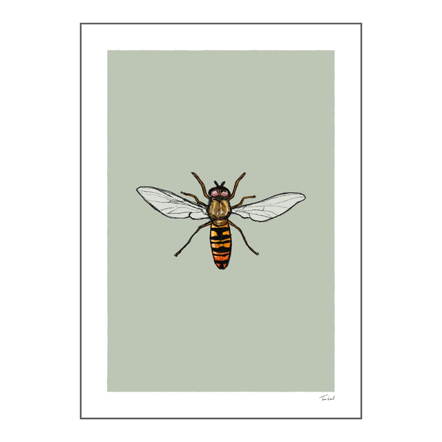 'Marmalade Hoverfly' art print
