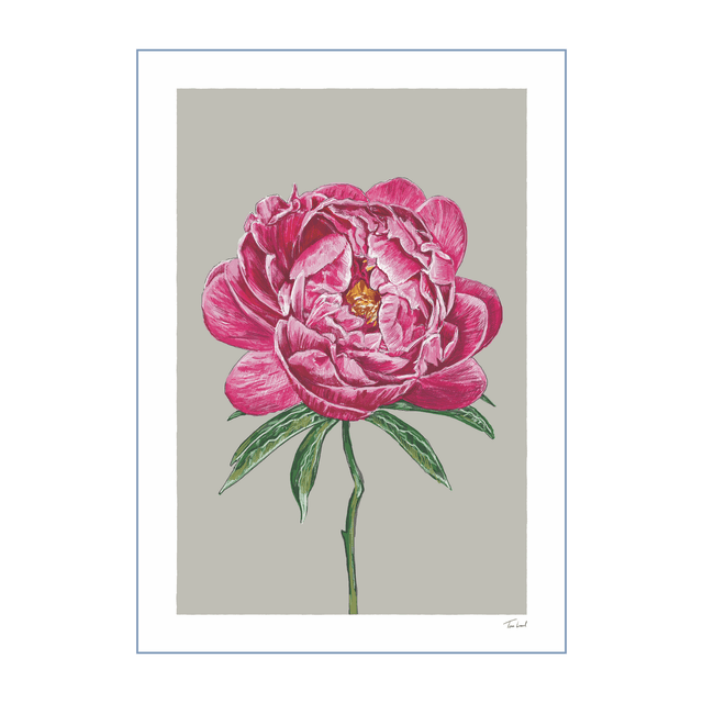 'Coral Charm' Peony art print