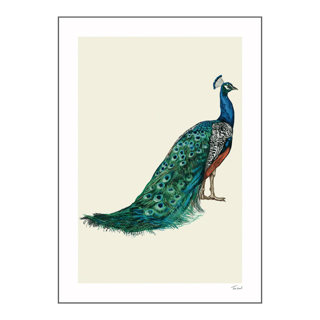 'Peacock' art print