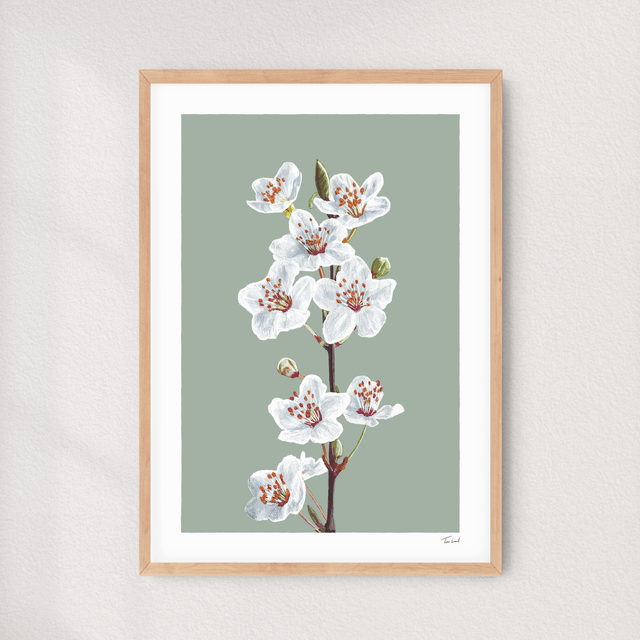 'Cherry Blossom' art print