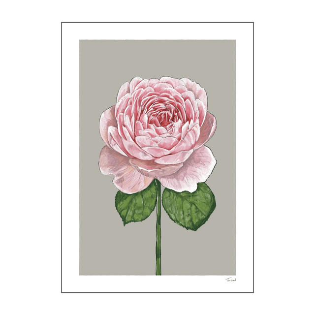 'Queen of Sweden' Rose art print