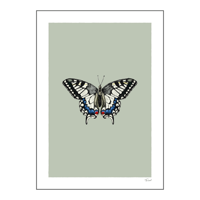 'Old World Swallowtail Butterfly' art print