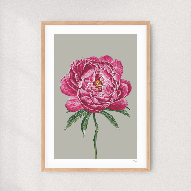 &#039;Coral Charm&#039; Peony art print