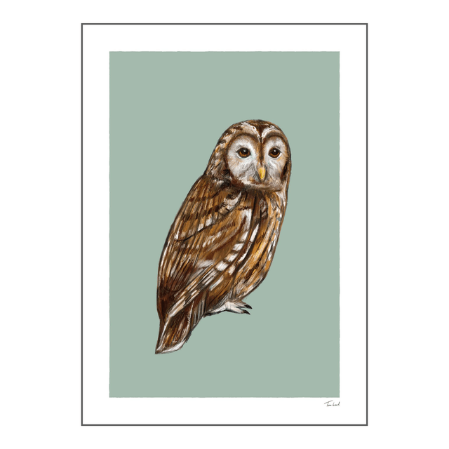 'Tawny Owl' art print