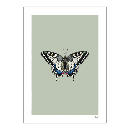 Old World Swallowtail Butterfly